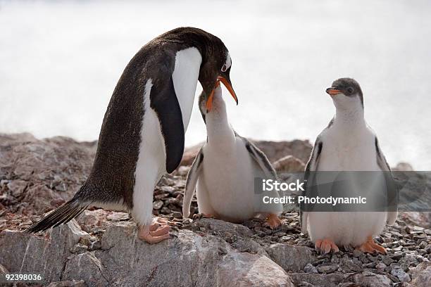 Pingwin Żywienia Gramy - zdjęcia stockowe i więcej obrazów Analizować - Analizować, Antarktyda, Chłodny