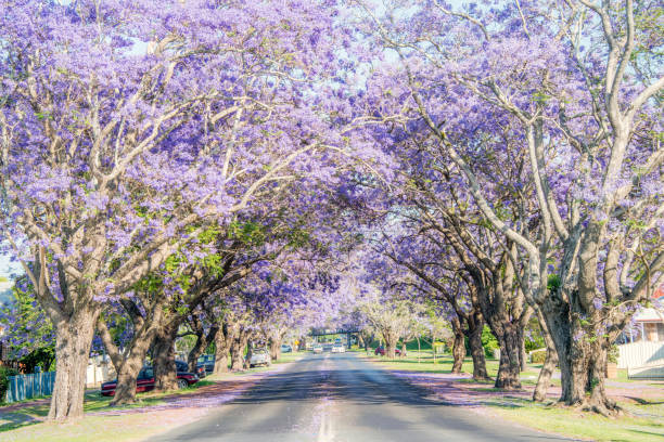 istock Jacaranda trees in country Australia 923980660