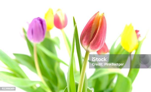 Tulpen Stockfoto und mehr Bilder von Baumblüte - Baumblüte, Blume, Blumenbouqet