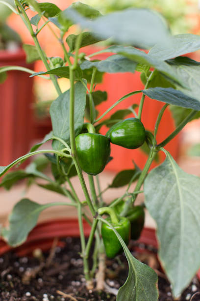 istock Green Lady Bell Pepper Plant 923982194