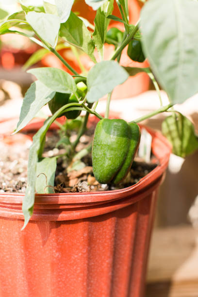 istock Green Lady Bell Pepper Plant 923982216