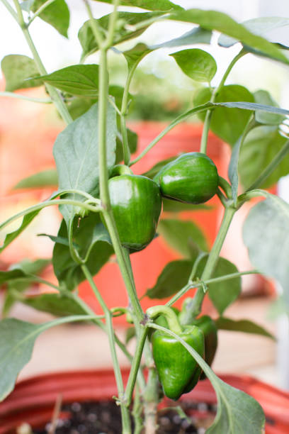 istock Green Lady Bell Pepper Plant 923982278