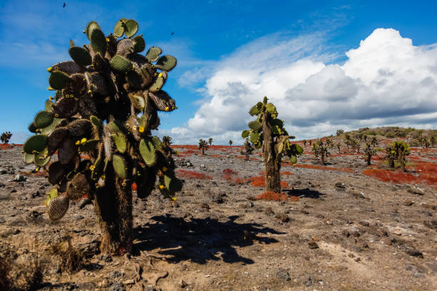 istock The cactus opuntia large as a tree 923982324