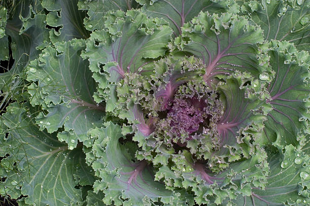 Kale with water drops stock photo