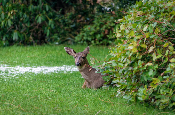 istock Deer In My Yard 923984386