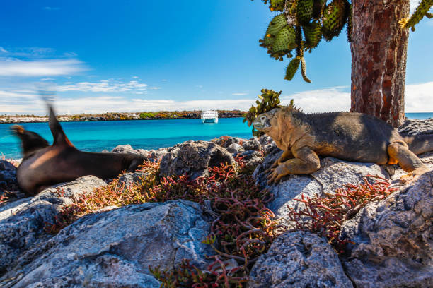istock Land iguana and sea lion moving his fin 923984452