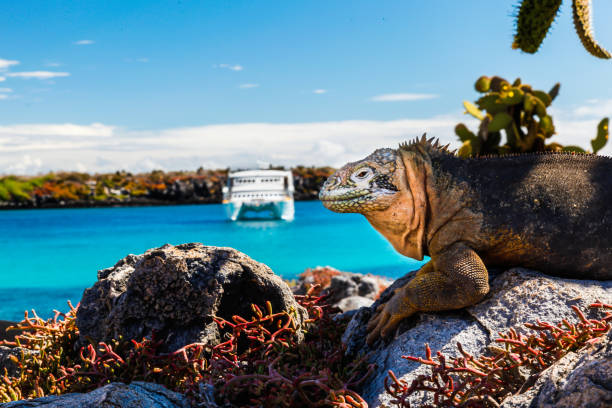 iguana de tierra con un barco blanco en el fondo - marine iguana fotografías e imágenes de stock