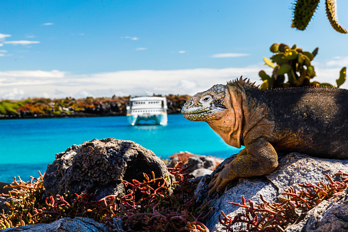 Land iguana with a white boat in the background, South Plaza Island, Galapagos