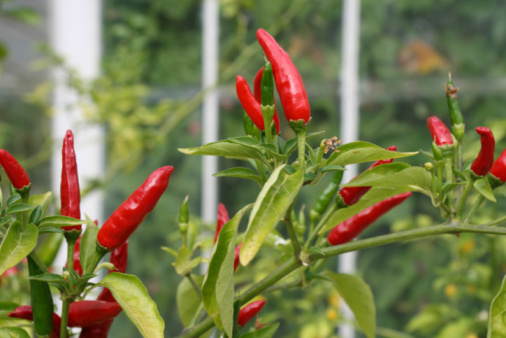 Fresh red hot chilly peppers in a vegetable garden