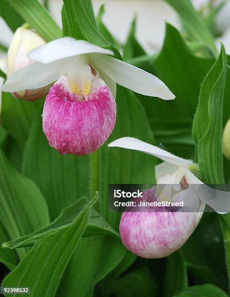 Rari Orchidee - Fotografie stock e altre immagini di Aiuola - Aiuola, Ambientazione esterna, America del Nord