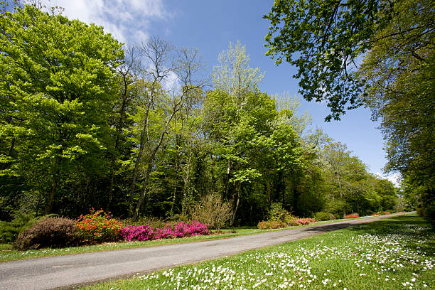 summer landscape in a park stock photo