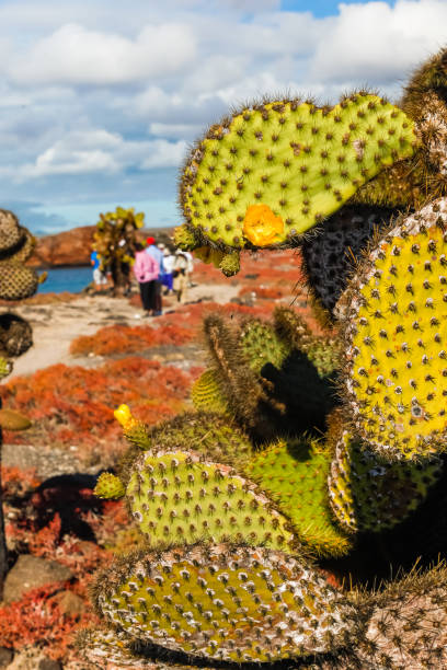 istock Opuntia cactus flower 923988832