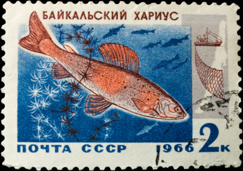 USSR - CIRCA 1983: A stamp printed in the USSR shows Sockeye salmon - Oncorhynchus nerka, circa 1983