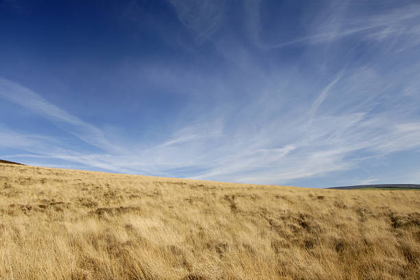 istock blue skies over golden grass 92399060