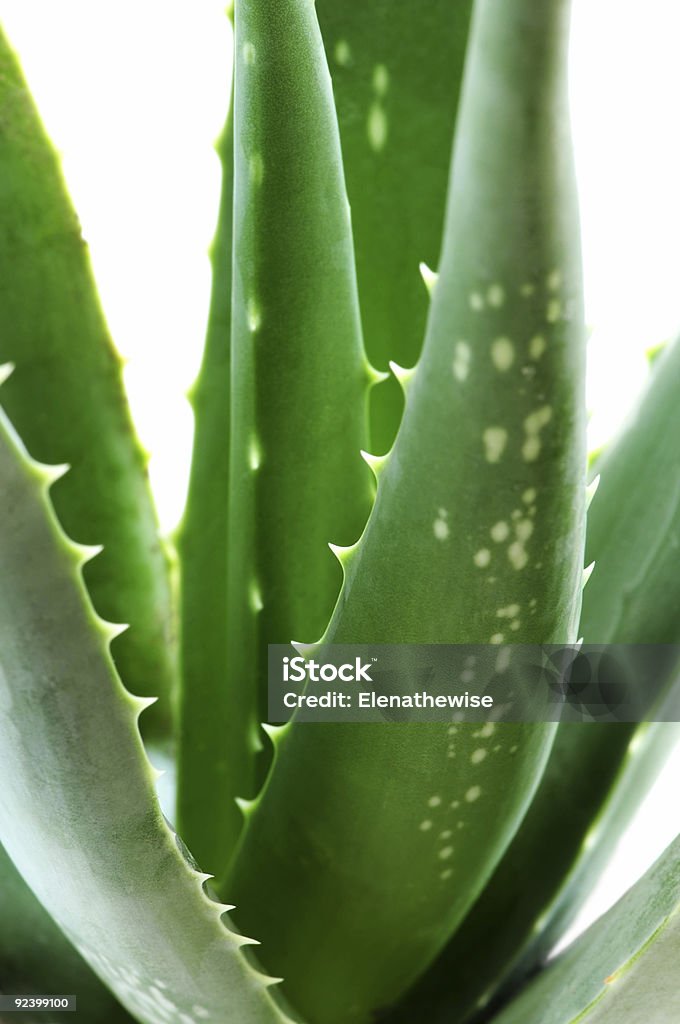 Close-up of an aloe vera plant Green leaves of aloe plant close up Aloe Stock Photo