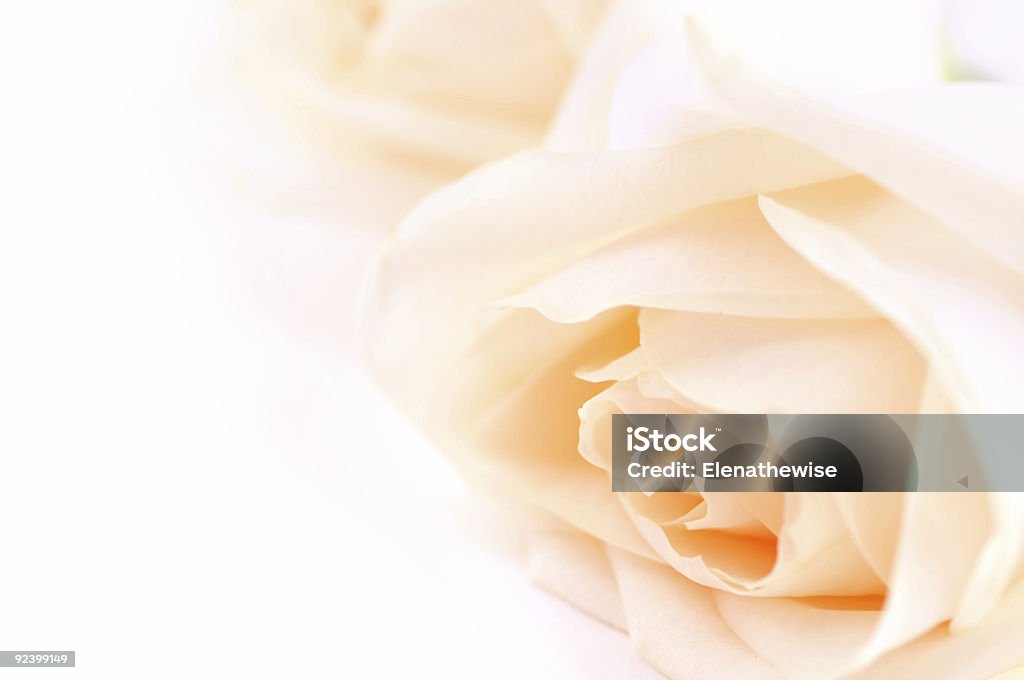 Rosas color Beige - Foto de stock de Abstracto libre de derechos