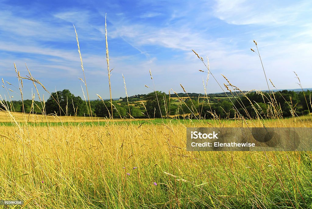 Country meadow landscape  Agricultural Field Stock Photo