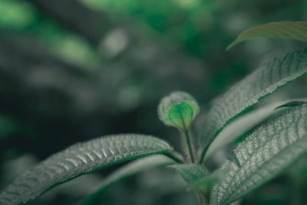 istock green leaves  fresh spring nature background 923992312