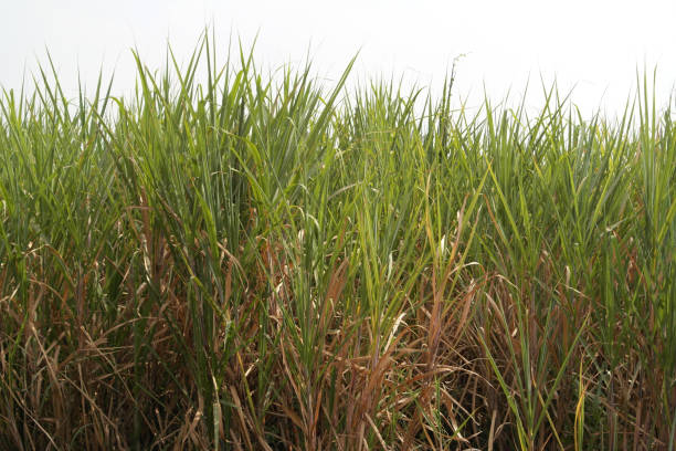 istock Plantation of a sugar cane 923994466