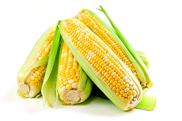 Five corn ears piled up on white background Ears of fresh corn isolated on white background sweetcorn stock pictures, royalty-free photos & images