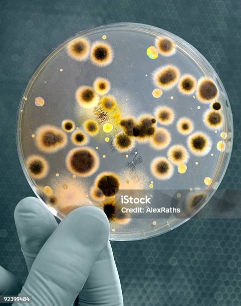 Cultivo De Bacterias Foto de stock y más banco de imágenes de Agar-agar - Agar-agar, Agarrar, Analizar