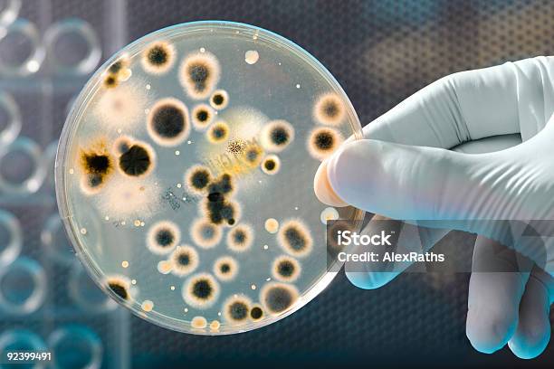 Foto de Bactéria Cultura e mais fotos de stock de Analisar - Analisar, Bactéria, Biologia