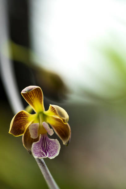 Beautiful picture of an amazing yellow, brown, white and purple flower named Encyclia Orchid. Macro Lens. Beautiful picture of an amazing yellow, brown, white and purple flower named Encyclia Orchid. Picture taken on an afternoon at an event of Orchid Cultivators in Brazil. Close-up photography. Macro Lens. encyclia orchid stock pictures, royalty-free photos & images