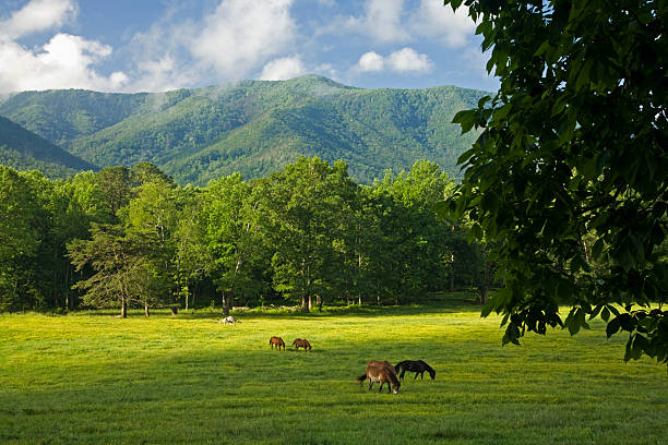 cavalos, cades cove, grande efeito smoky mtns nat parque, já - cades imagens e fotografias de stock