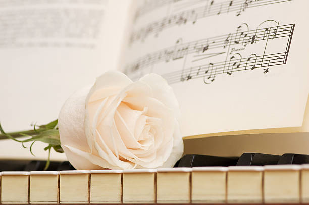 Red rose on the piano keyboard