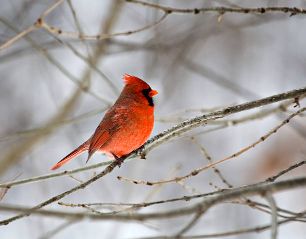 istock Male Northern Cardinal 92399743