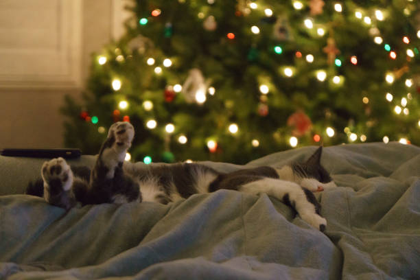 Cat sleeping under christmas tree stock photo