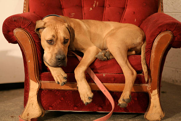 istock ridgeback dog resting in armchair 92399923