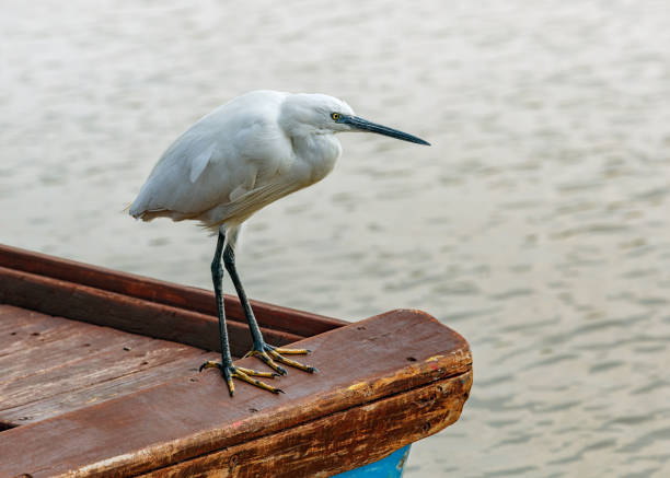 Heron stands on a wooden boat