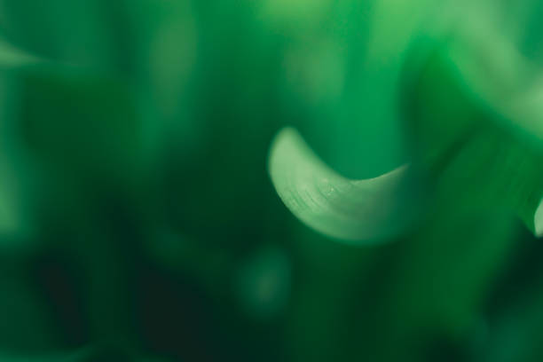 istock blur of green leaves texture deep focus   abstract nature background 924002052