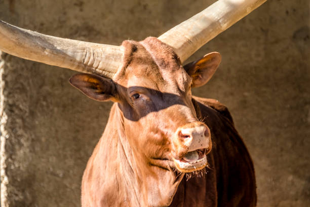 istock Close-up of an Ankole cattle 924002226