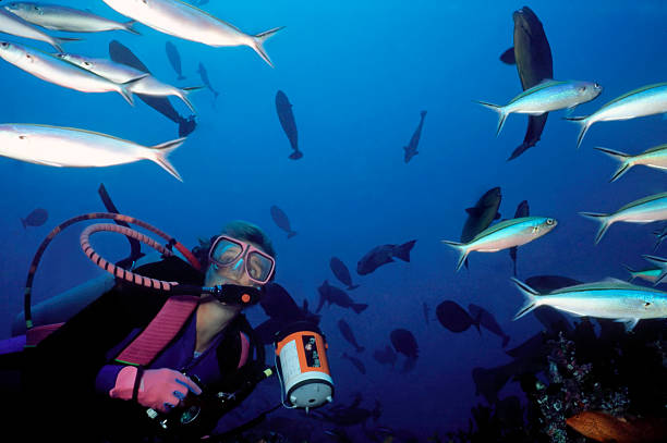 istock Female diver and a swarm of fish 92400231