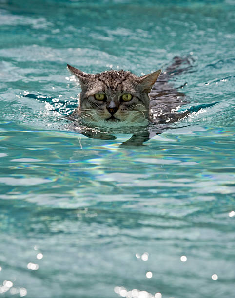 Swimming Cat With Bright Eyes  cat water stock pictures, royalty-free photos & images