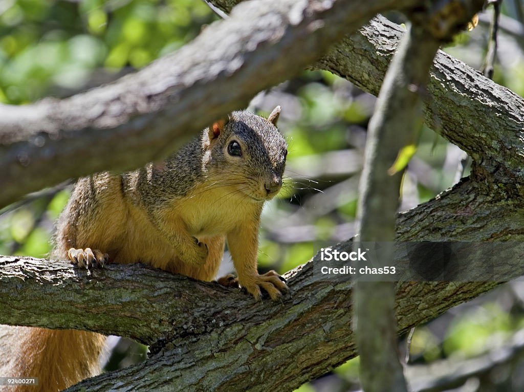 Squirrel  Animal Stock Photo