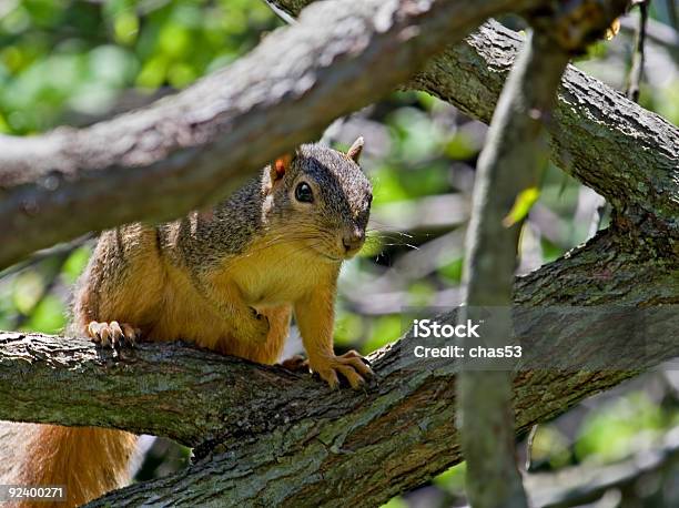 Squirrel Stock Photo - Download Image Now - Animal, Animal Wildlife, Animals In The Wild