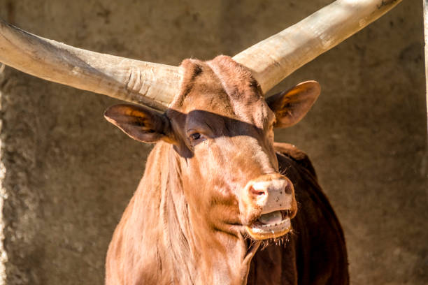 istock Close-up of an Ankole cattle 924004448