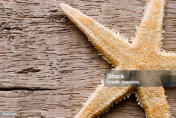 Estrella De Mar Foto de stock y más banco de imágenes de Animal - Animal, Color - Tipo de imagen, Desgastado por el tiempo