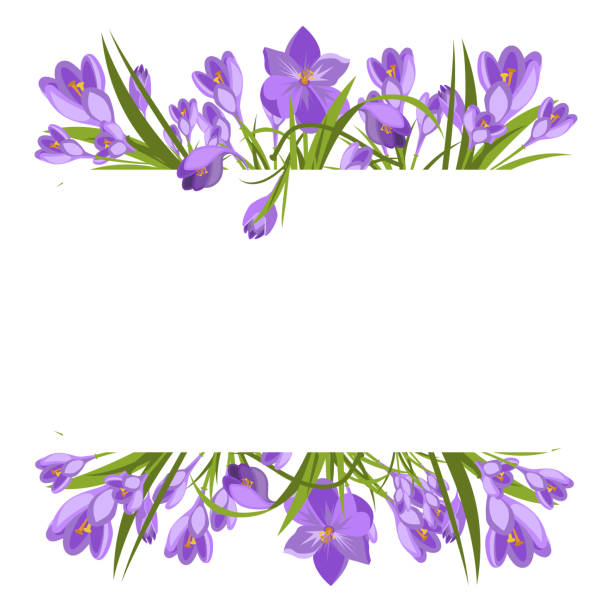 весна красивые фиолетовые крокусы на белом. - crocus easter spring flower stock illustrations
