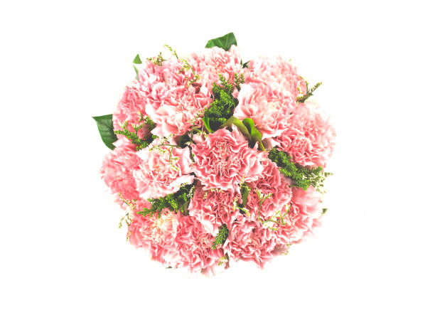 Bouquet of Pink Carnation flowers.