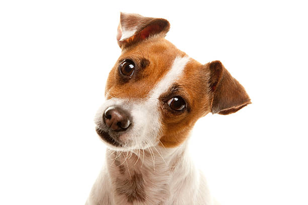istock Portrait of an Adorable Jack Russell Terrier 92400593