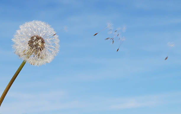 istock Dandelion with seeds blowing away in a breeze 92400681