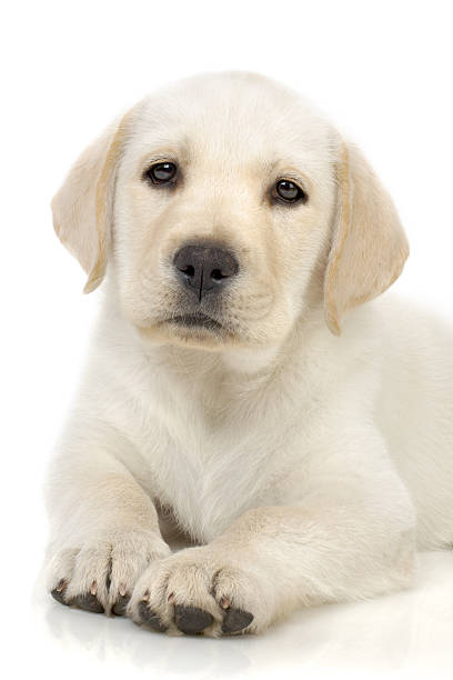 istock Portrait of puppy 92400703