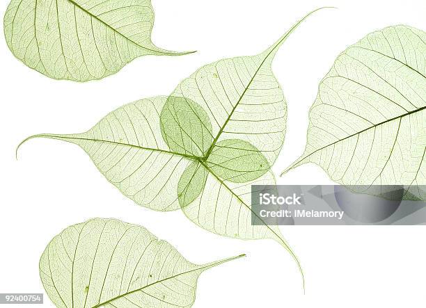 Green Leaves Stock Photo - Download Image Now - Botany, Close-up, Color Image