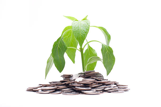 Coins and Plant stock photo