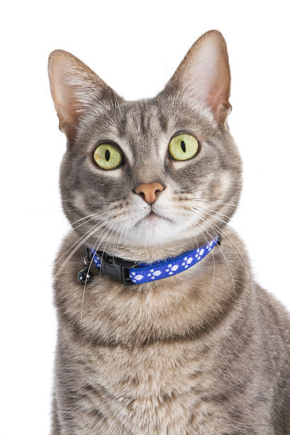 istock Portrait of a tabby cat against white 92401002