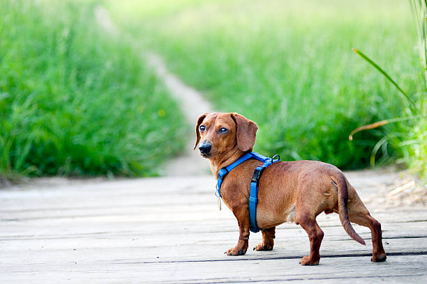 ダックスフンドカメラを見直す - miniature dachshund ストックフォトと画像